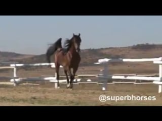 Mosaic v (marwan al magnifficoo × misti morn v)