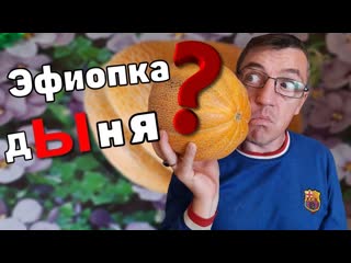 Огромная дыня! ✔дегустация дыни эфиопка