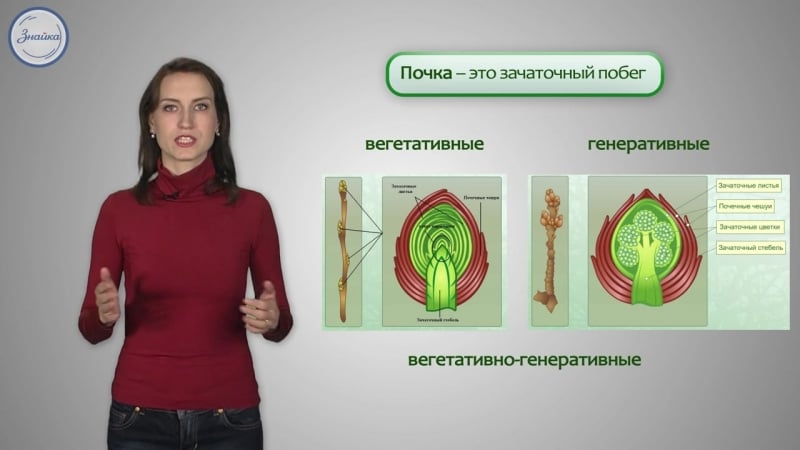 14 биология 6кл побег внешнее и внутреннее строение