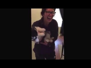 Redditsave com huskie puppy doesnt quite get the howling thing t15mx4vr461