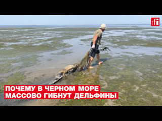 Почему в черном море массово гибнут дельфины? объясняет украинский эколог иван русев