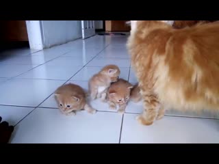 Kucing lucu baru lahir montok