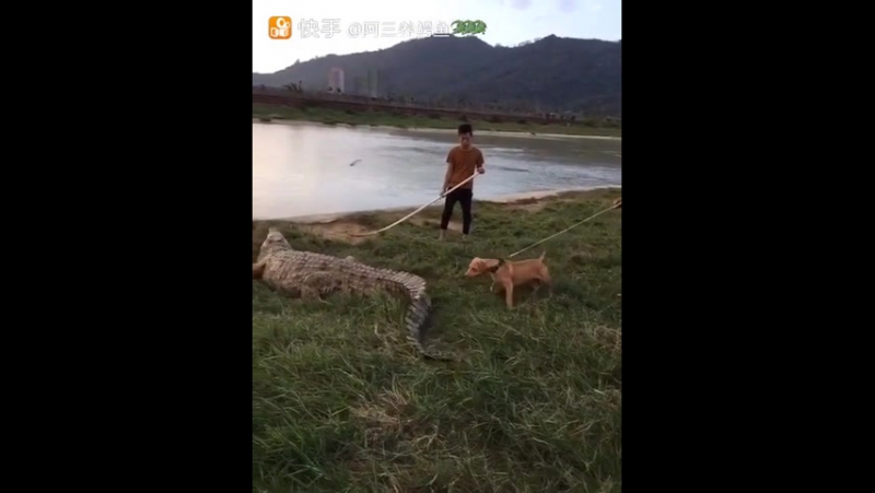 Молодые знакомится с крокодилом