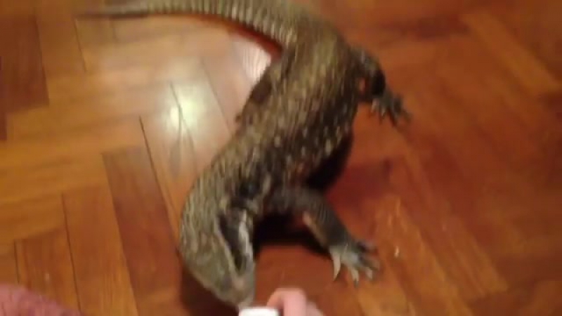 Капский варан играется