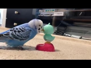 うんちした後「うんちして…ごめんねー！」と謝るインコのピピちゃん。im sorry i was pooping ta