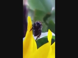 German bumble bee