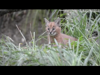 Два 6 недельных детёныша рыси каракала с мамой выходят на публику / 6 week old caracal kittens venture outside with mom