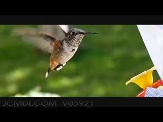 600fps slow motion hummingbird feeding closeup upscaled to 720phd
