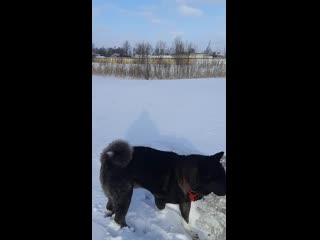 Видео от юли коллар