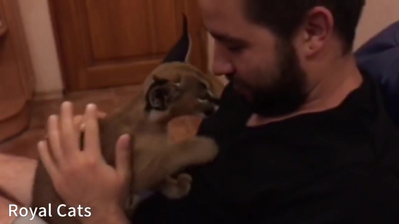 Очень ласковый котёнок каракала