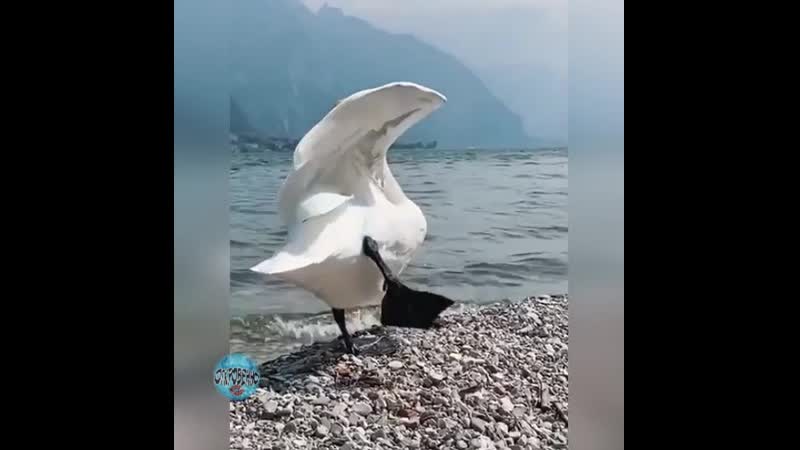 Лебединая йога