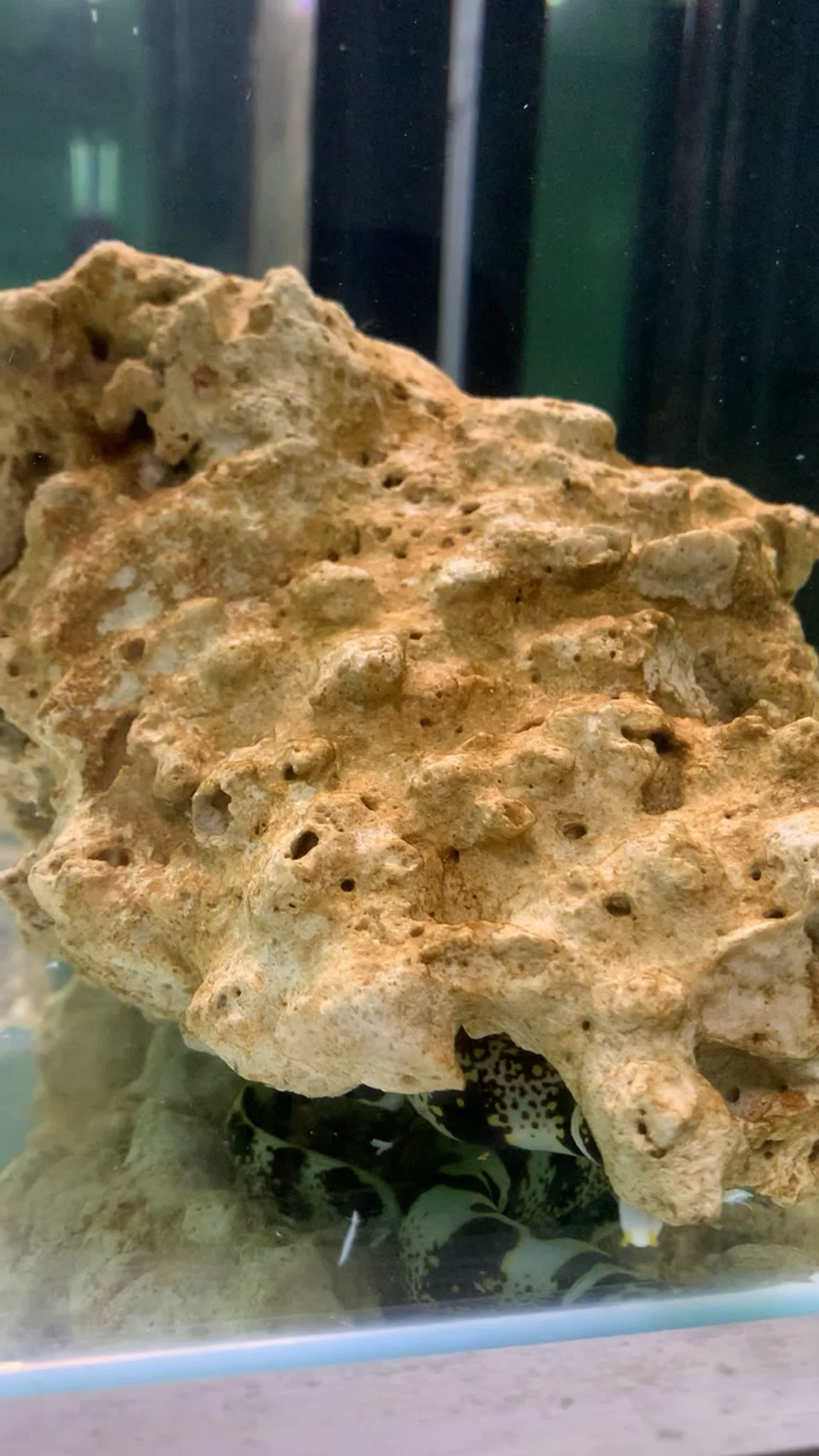 Видео от coral dream | морские рыбы и кораллы | аквариумы watch online