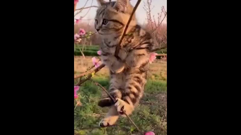 Бутырка запахло весной (видеоклип)