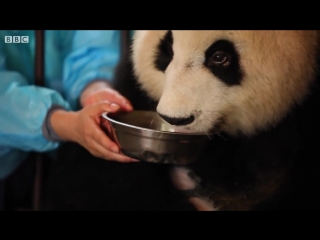 Panda doesnt realise shes had twins! bbc earth