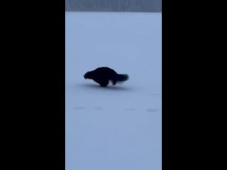 Росомаха в вепсском лесу