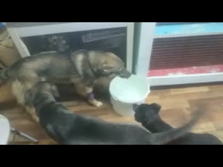 Амура и даная