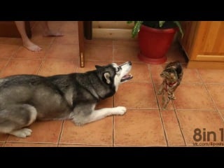 Хаски пытается поиграть с осторожной бенгальской кошкой на кухне / husky dog wants to play with a cat bengal