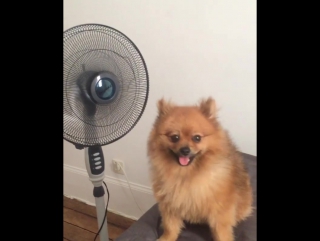 Canicule #paris #summer #pomeranian #heatwave париж