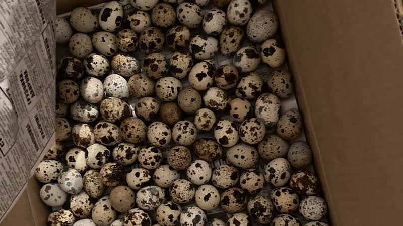 5250 дана бөдене жұмыртқалары ақтөбе қаласына жіберілді ✊🇰🇿 🇰🇿