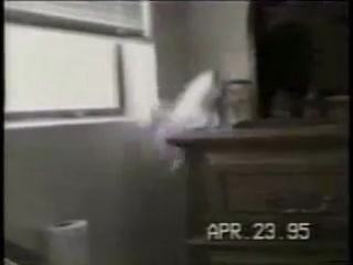 Funny cats
