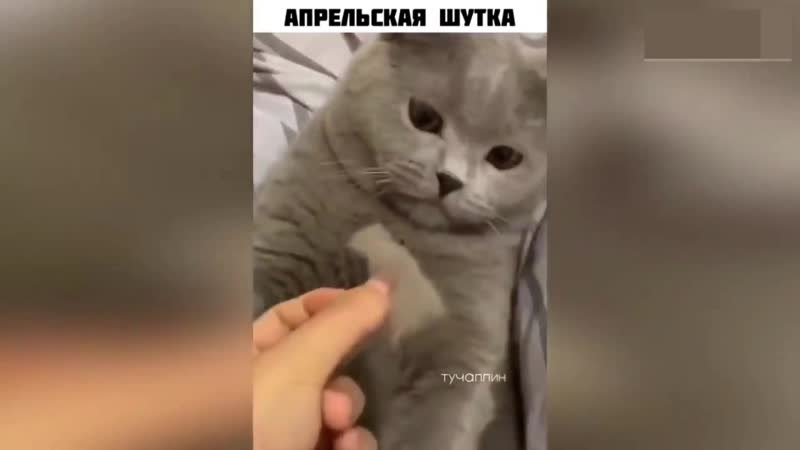 Психологическая травма коту