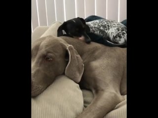 Хорошо когда есть большой теплый сосед под боком)))