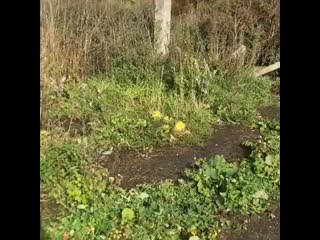 Брошенная в лесу мамочка с щенками