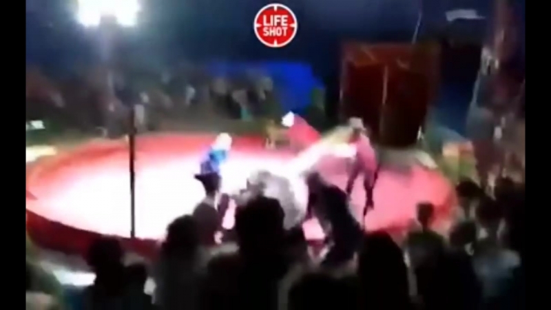 Под волгоградом медведь напал на дрессировщика во время выступления в цирке