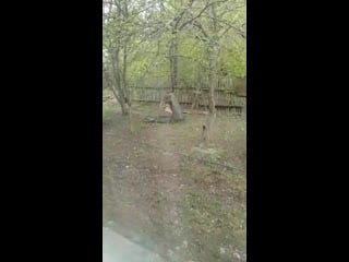 Видео от злой кильмезянин пгт кильмезь