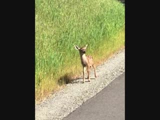 Baby bambi just saying hello