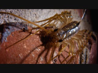 The house centipede is fast, furious, and just so extra (deep look)