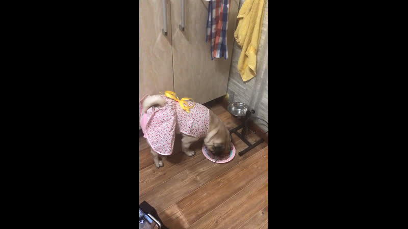 Поглощение праздничного ужина🐖😋😁