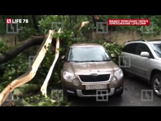 Во вторник из за непогоды в петербурге упало 44 дерева