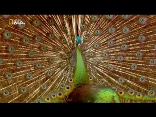 Nat geo wild самые странные в мире запреты мира молодые секс по дружбе (2013) hdtv 1080i