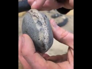 Top notch fossil hunter