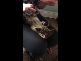 My sister meeting my new kitten banzai