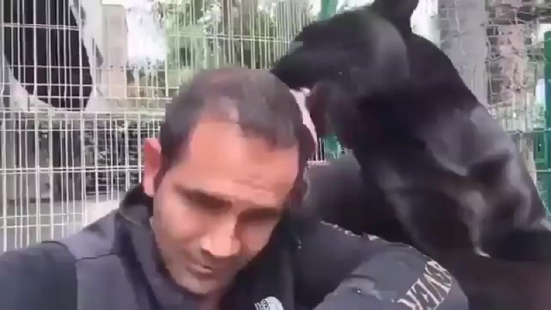 Маугли вырос, но багира по прежнему считала его малышом © видеожесть