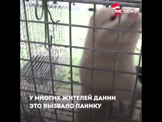 Убитых норок в дании решили эксгумировать