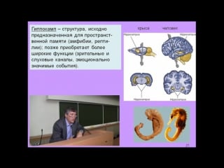 Дубынин вячеслав мозг и новая информация