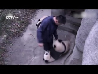 Cute alert! four baby pandas playing with zookeeper