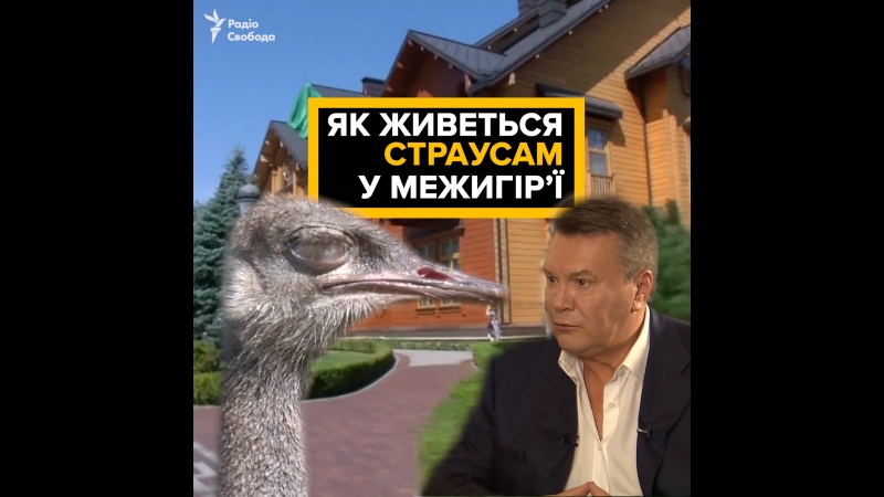 Як справи в страусів януковича