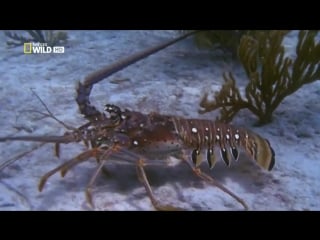 Самые опасные молодые подводные убийцы / world's deadliest underwater killers (2013) hd