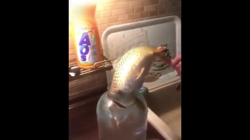 Спасение лосося нерпой