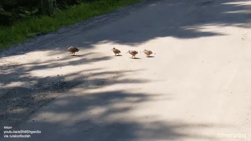 Как переходят пешеходы по мнению водителей mp4