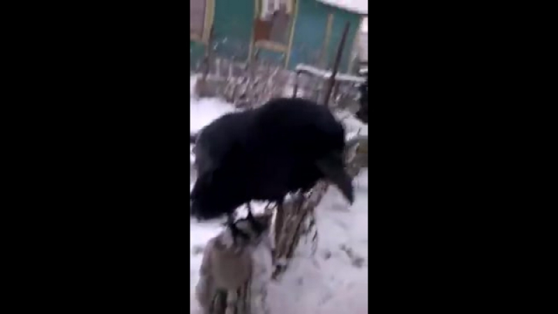 Ворон porn video – Вася ворон