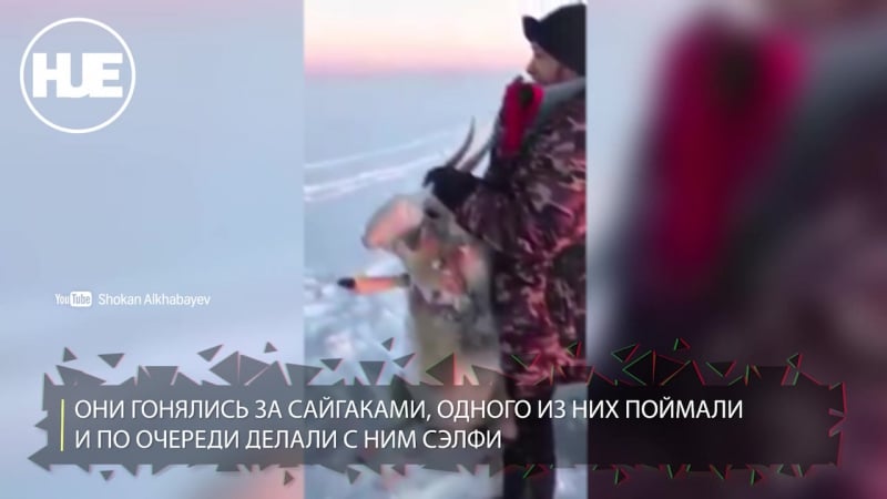 В казахстане в заповеднике компания поймала сайгака и издевалась над ним
