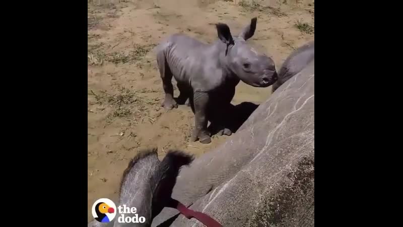 Детёныш носорога защищает свою мать, пока спасатели лечат её травму