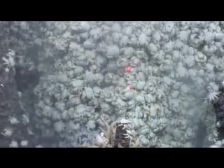 Hoff crabs at deep sea hydrothermal vents in the antarctic