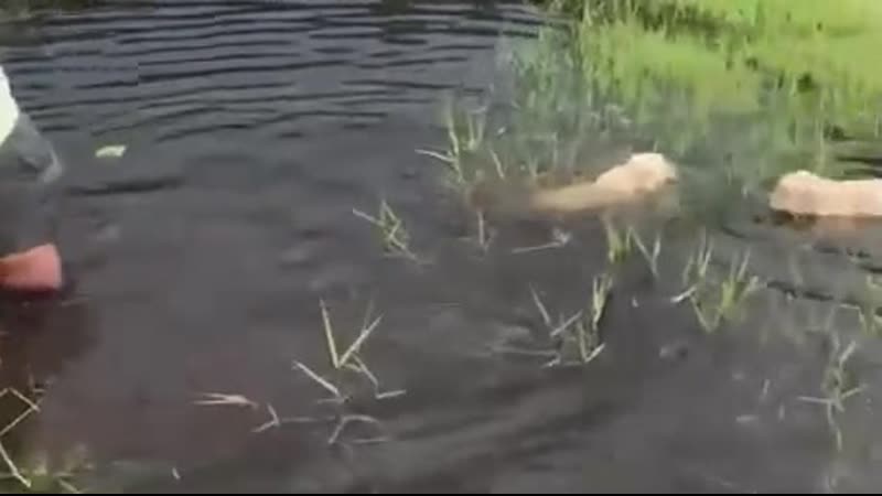 Пёсики учатся плавать