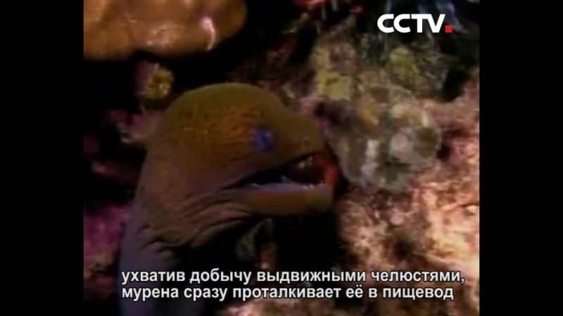 У мурены 2 пары челюстей